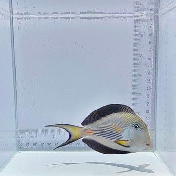Sohal Tang Fish