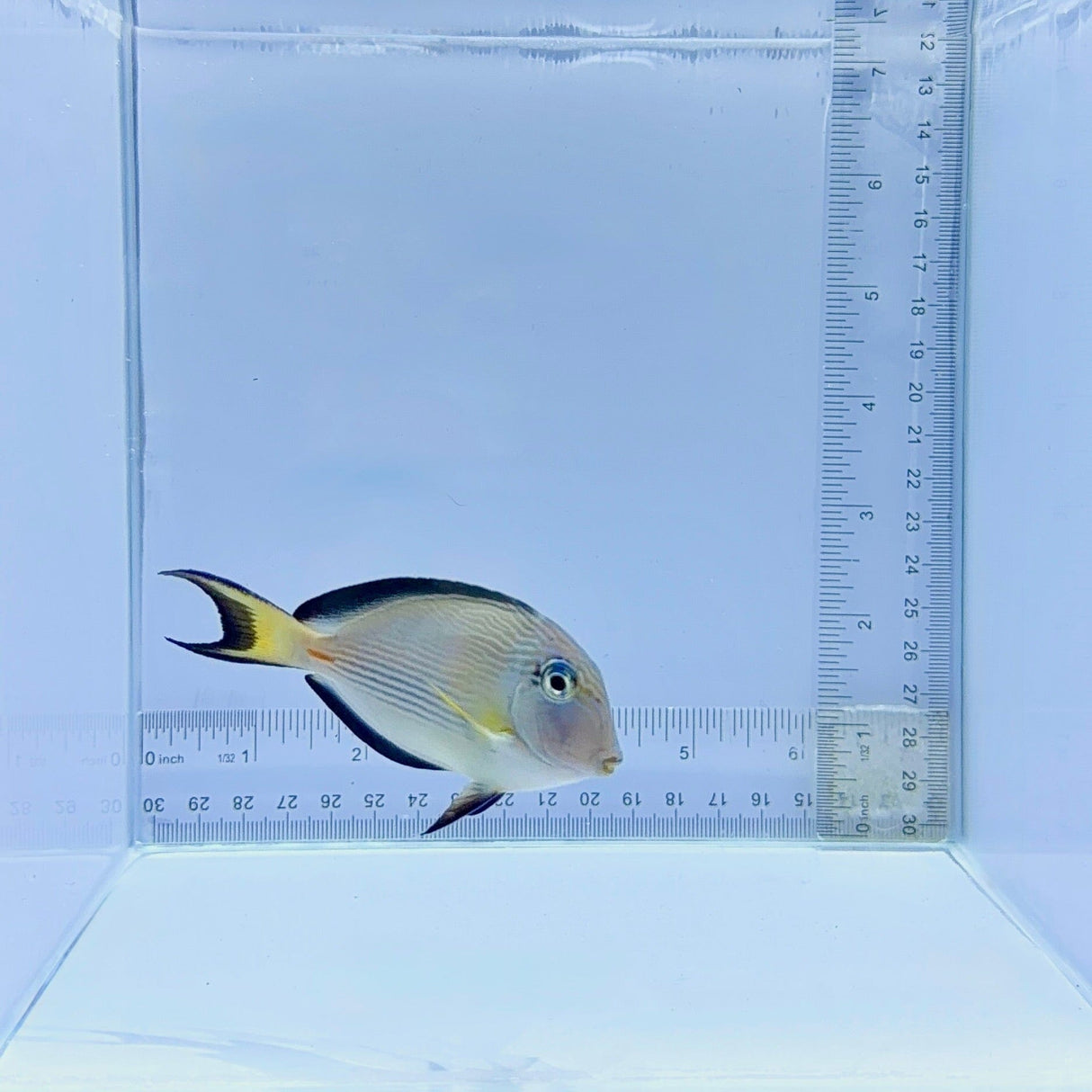 Sohal Tang Fish – Acanthurus sohal