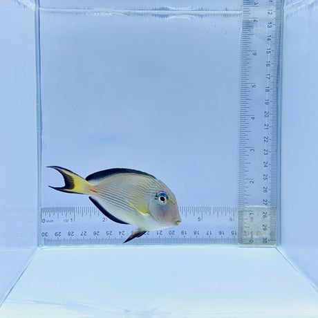 Sohal Tang Fish – Acanthurus sohal