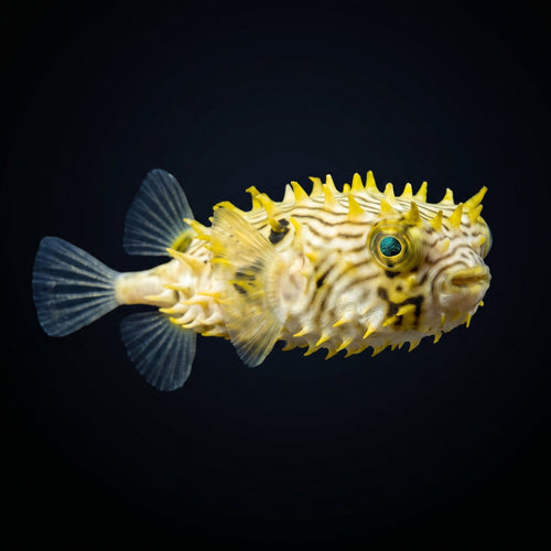 Spiny Box Puffer