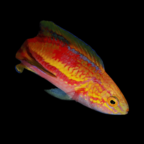 Splendid Pintail Fairy Wrasse - Cirrhilabrus isosceles