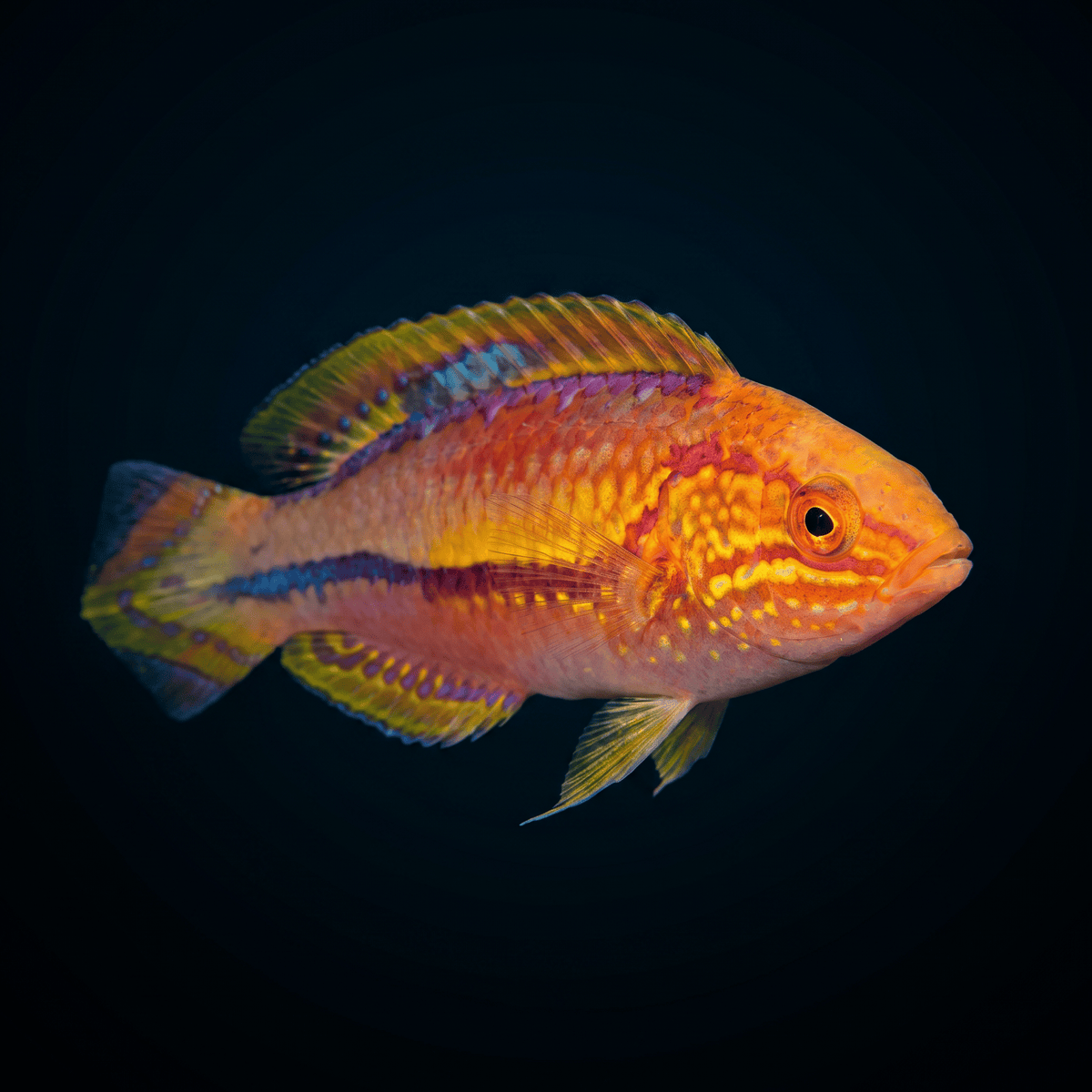Splendid Pintail Fairy Wrasse - Male