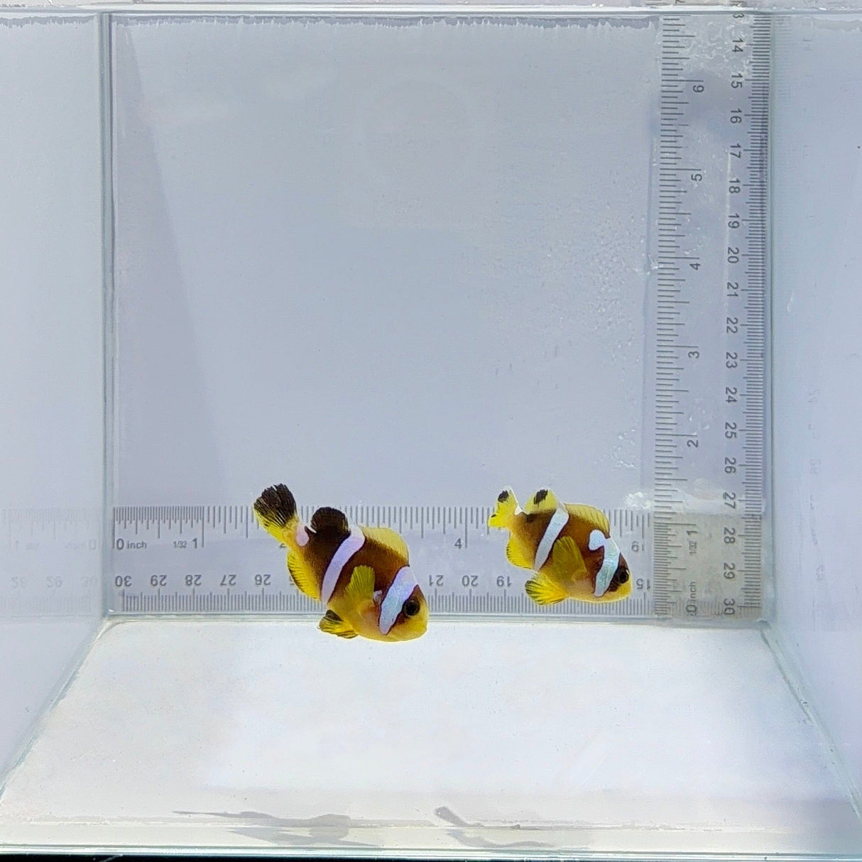 Spotcinctus Clownfish Pair – Amphiprion bicinctus