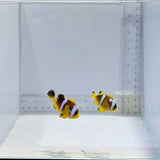 Spotcinctus Clownfish Pair – Amphiprion bicinctus