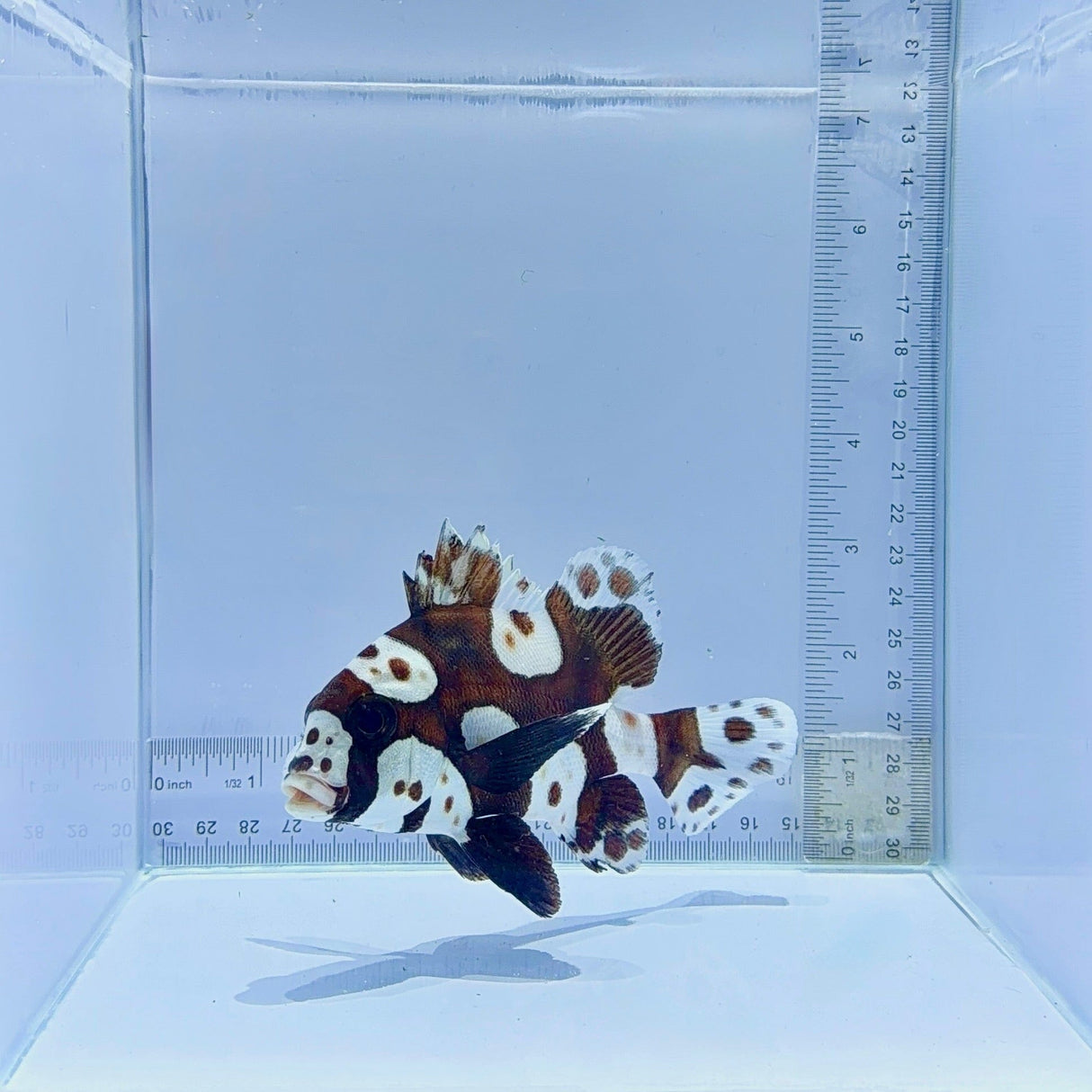 Spotted Sweetlips Fish – Plectorhinchus chaetodonoides