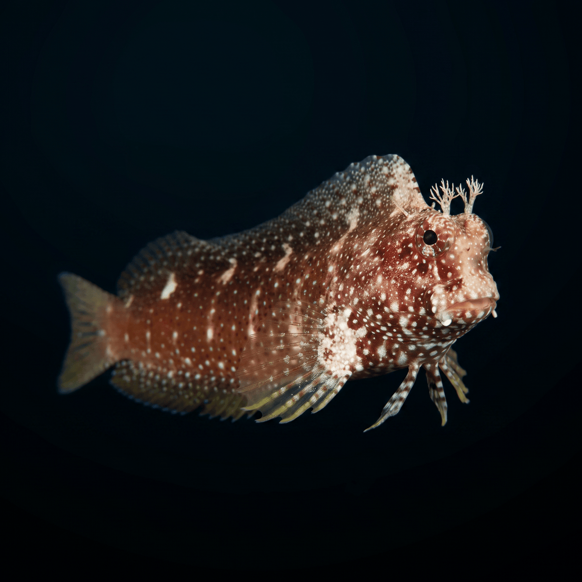 Starry Blenny