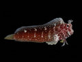 Starry Blenny - Salarias ramosus