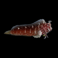 Starry Blenny - Salarias ramosus