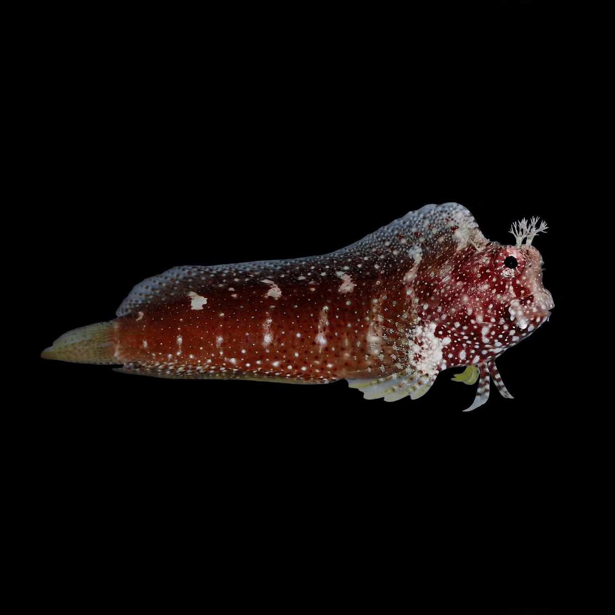 Starry Blenny - Salarias ramosus