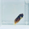 Starry Blenny – Salarias ramosus