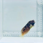 Starry Blenny – Salarias ramosus