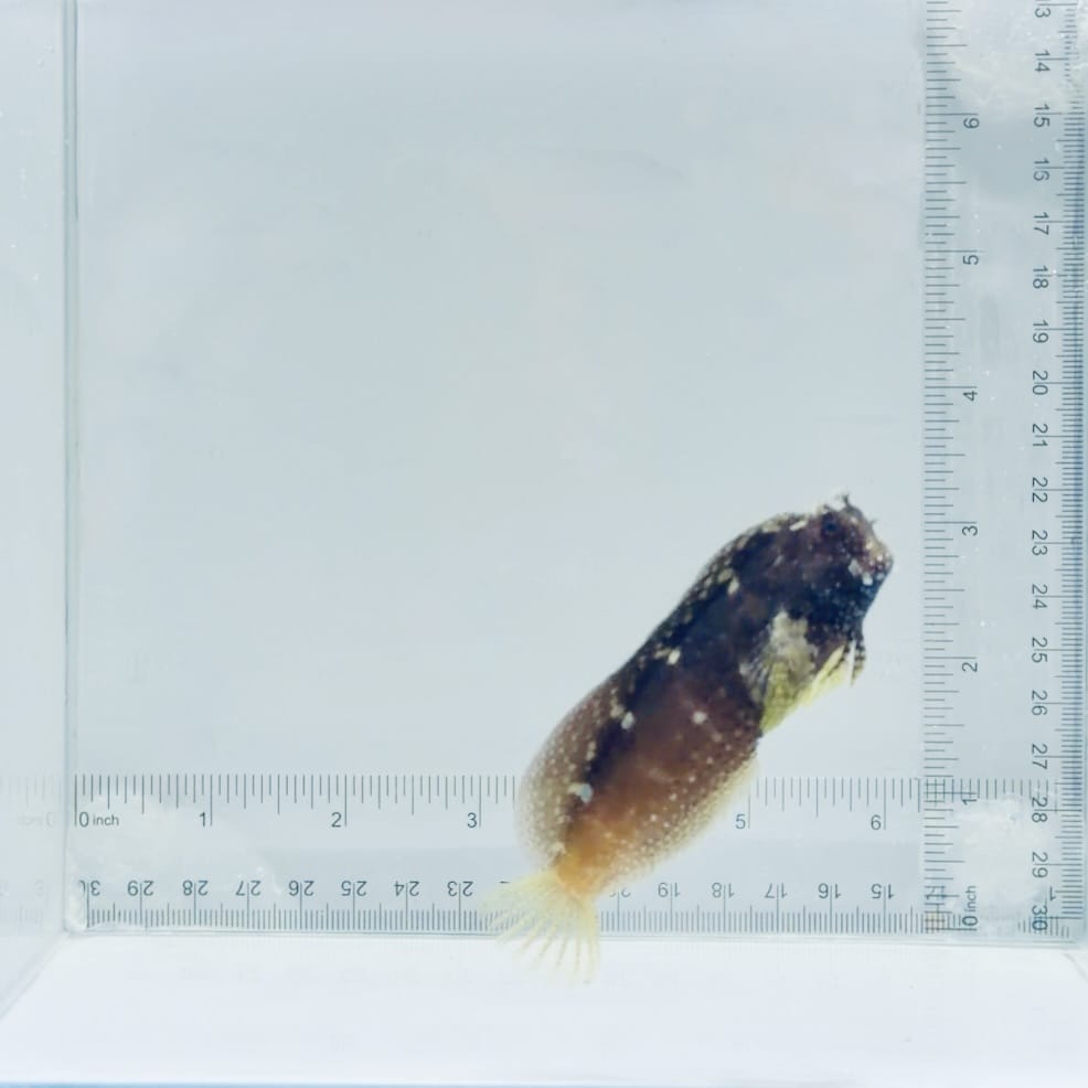 Starry Blenny – Salarias ramosus
