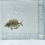 Starry Rabbitfish