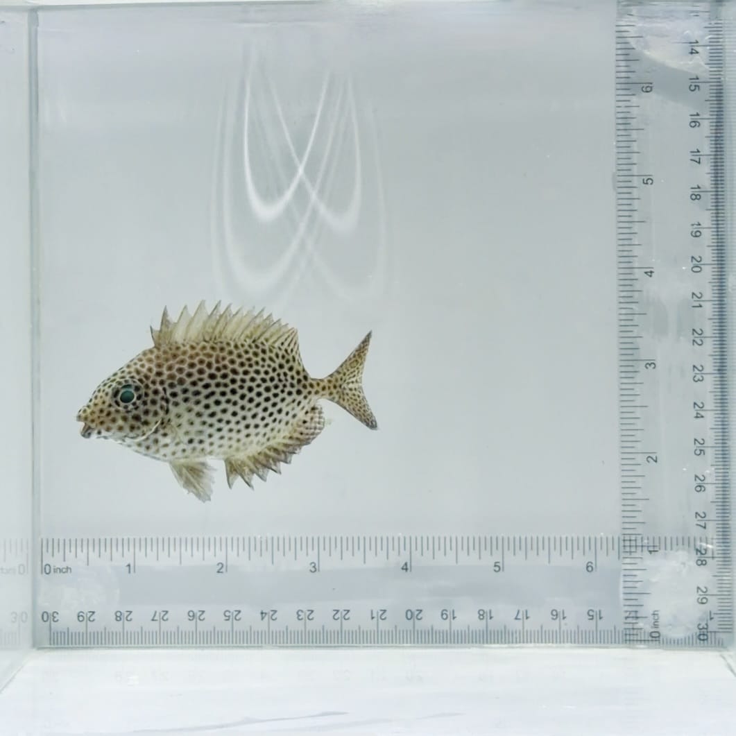 Starry Rabbitfish