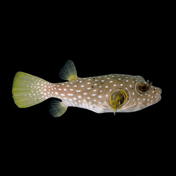 Stars & Stripes Puffer - Arothron hispidus