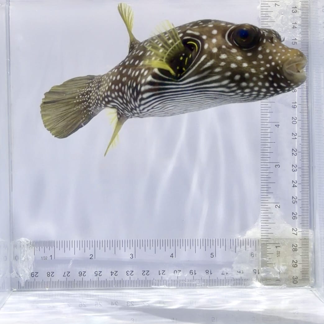 Stars & Stripes Pufferfish