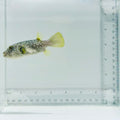 Stars & Stripes Pufferfish