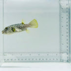 Stars & Stripes Pufferfish