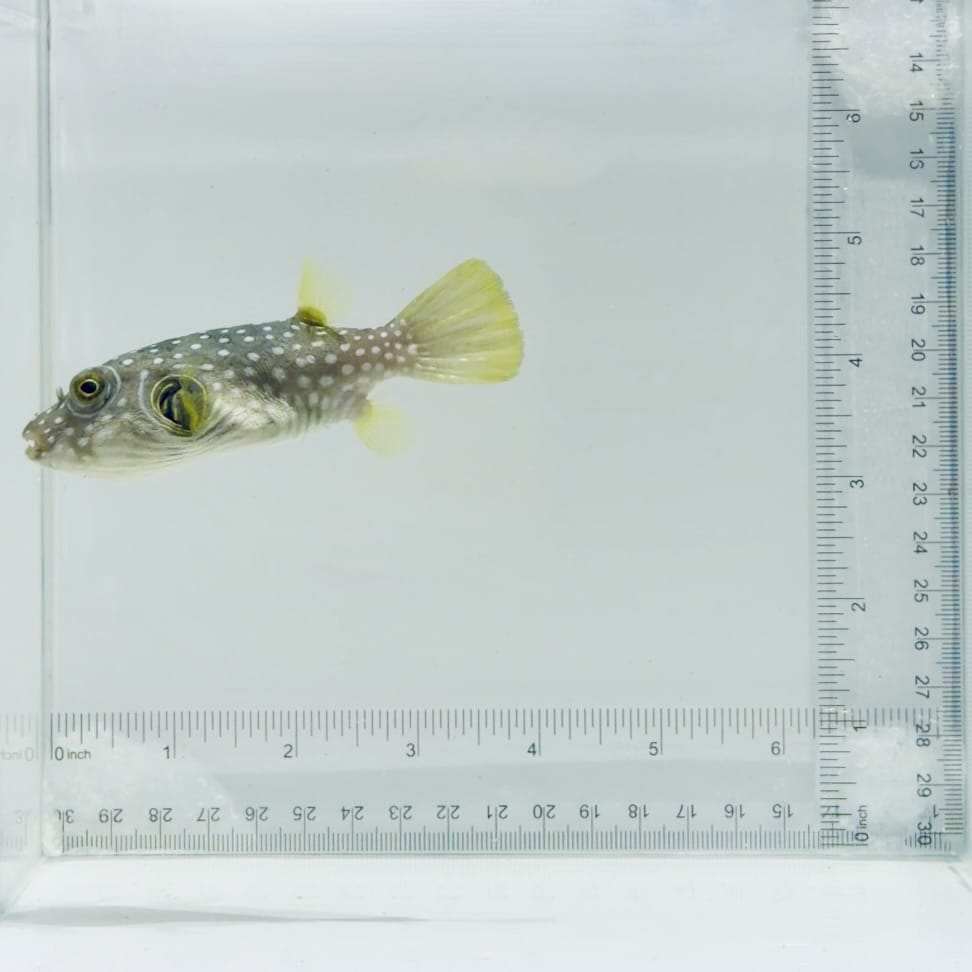 Stars & Stripes Pufferfish
