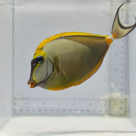 (Streamers) Blonde Naso Tang