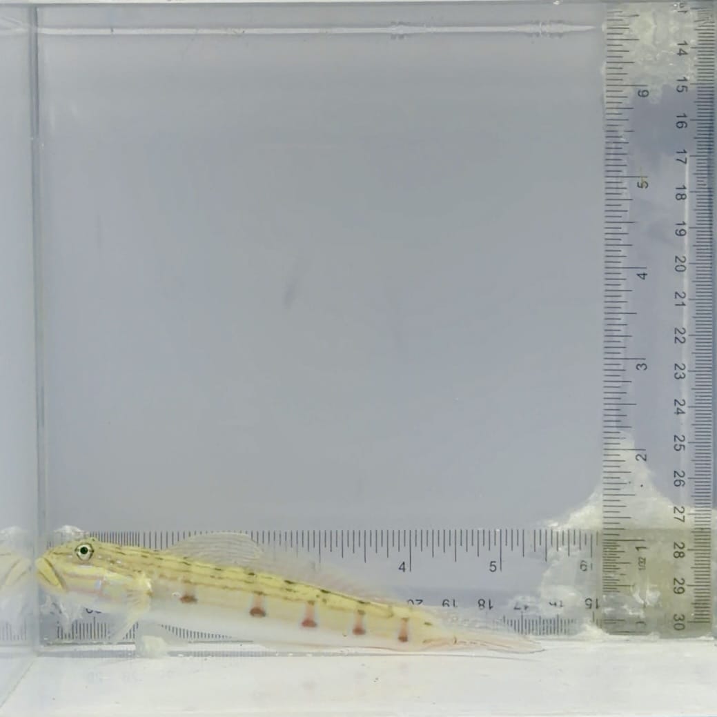 Striped Sleeper Goby