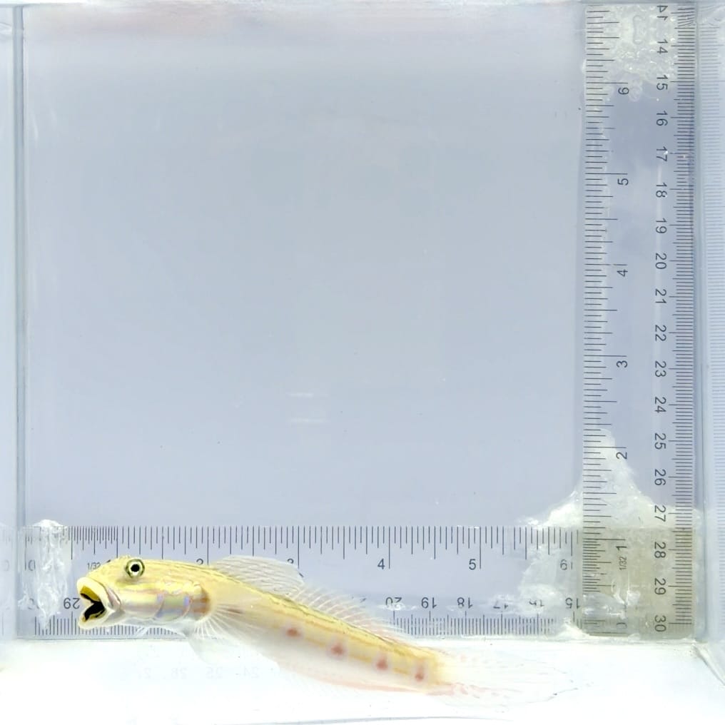Striped Sleeper Goby