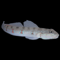 Striped Sleeper Goby - Valenciennea longipinnis XL