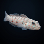 Striped Sleeper Goby XL