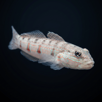 Striped Sleeper Goby XL