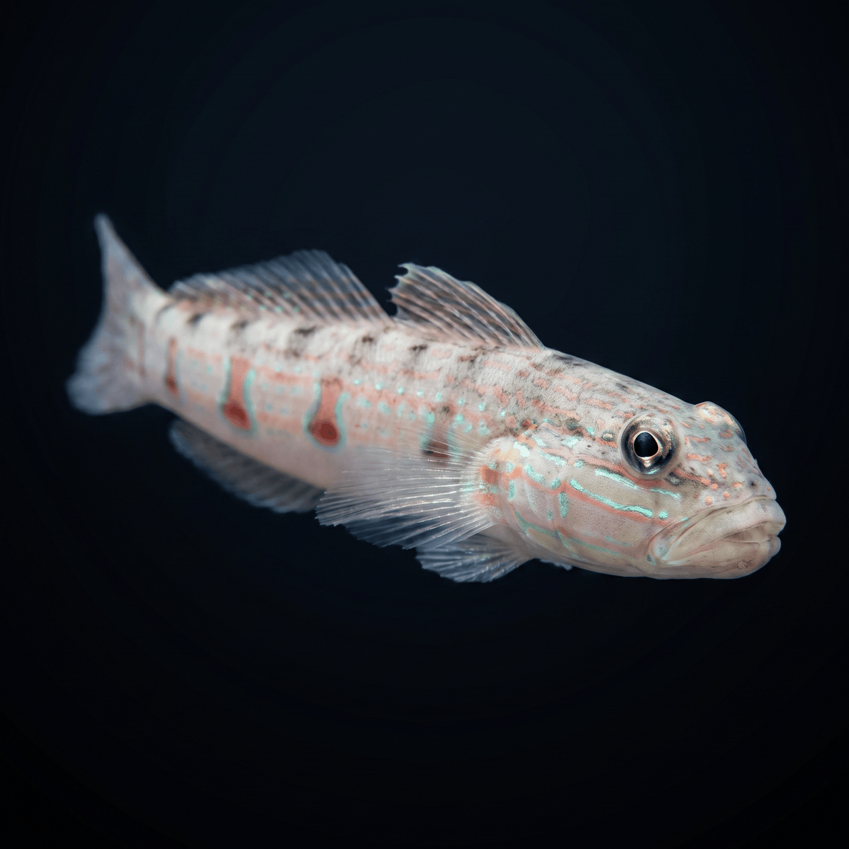 Striped Sleeper Goby XL