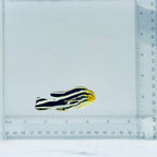 Striped Sweetlips