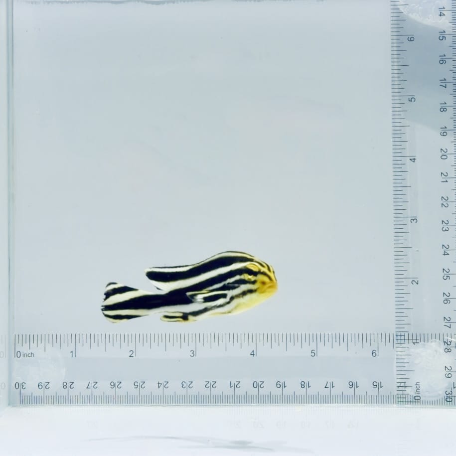Striped Sweetlips