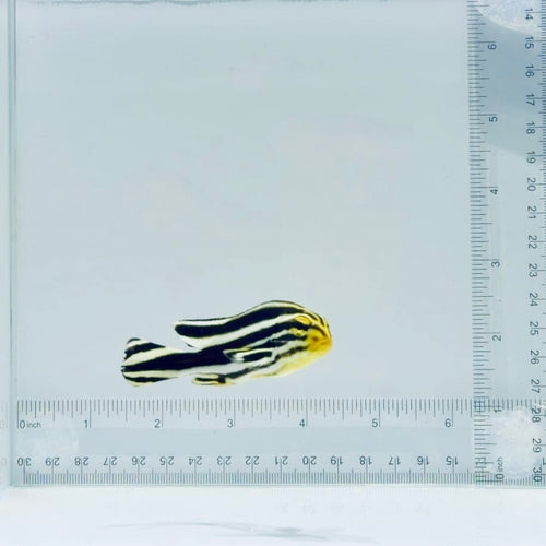 Striped Sweetlips