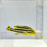 Striped Sweetlips Fish