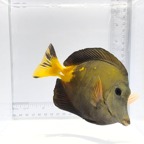 Super Koi Tang – Zebrosoma scopas