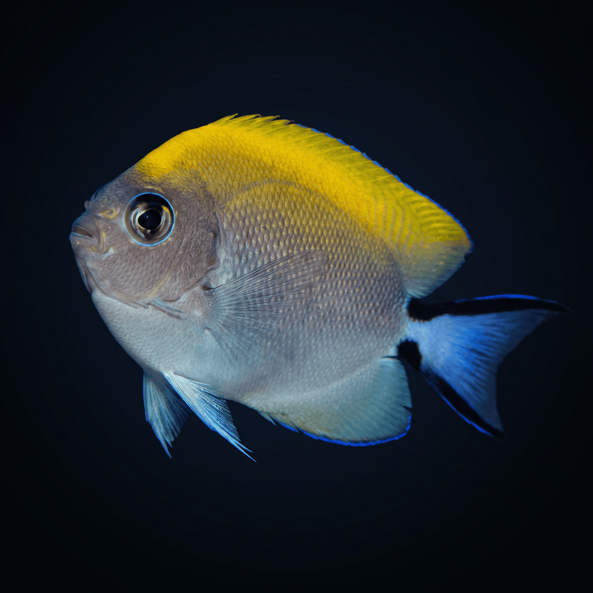 Swallowtail Angelfish - Female