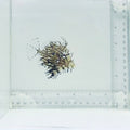Tassled Filefish