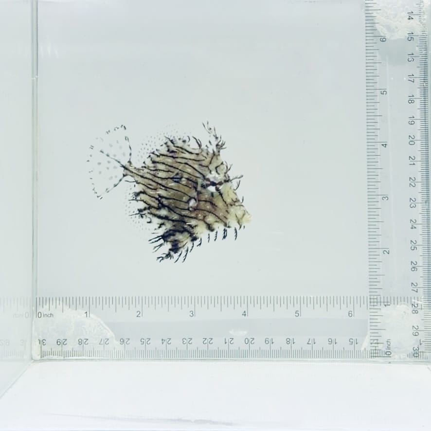 Tassled Filefish