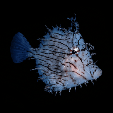 Tassled Filefish - Chaetodermis penicilligerus