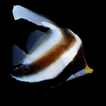 Three Band Pennant Butterflyfish - Heniochus chrysostomus