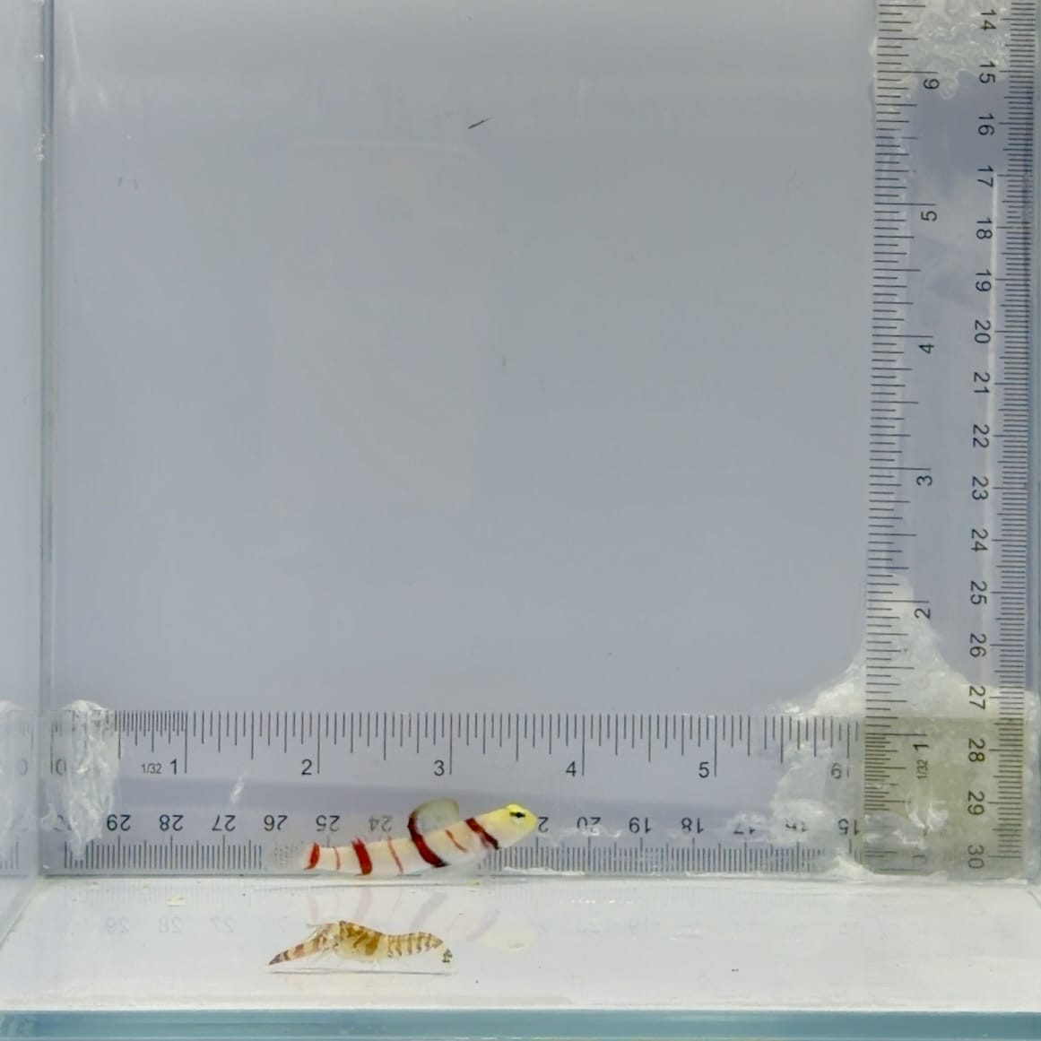 Tiger Pistol Shrimp X Dracula Goby