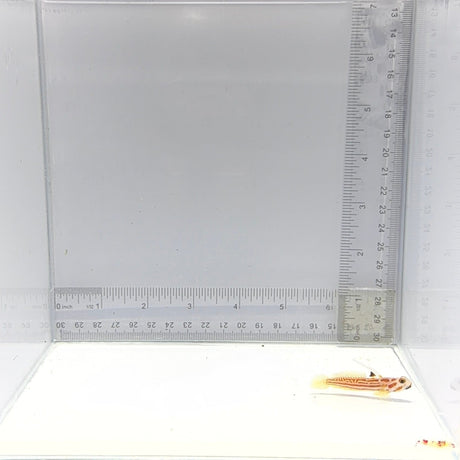 Tiger Pistol Shrimp x Yasha Goby — Alpheus bellulus x Stonogobiops yasha