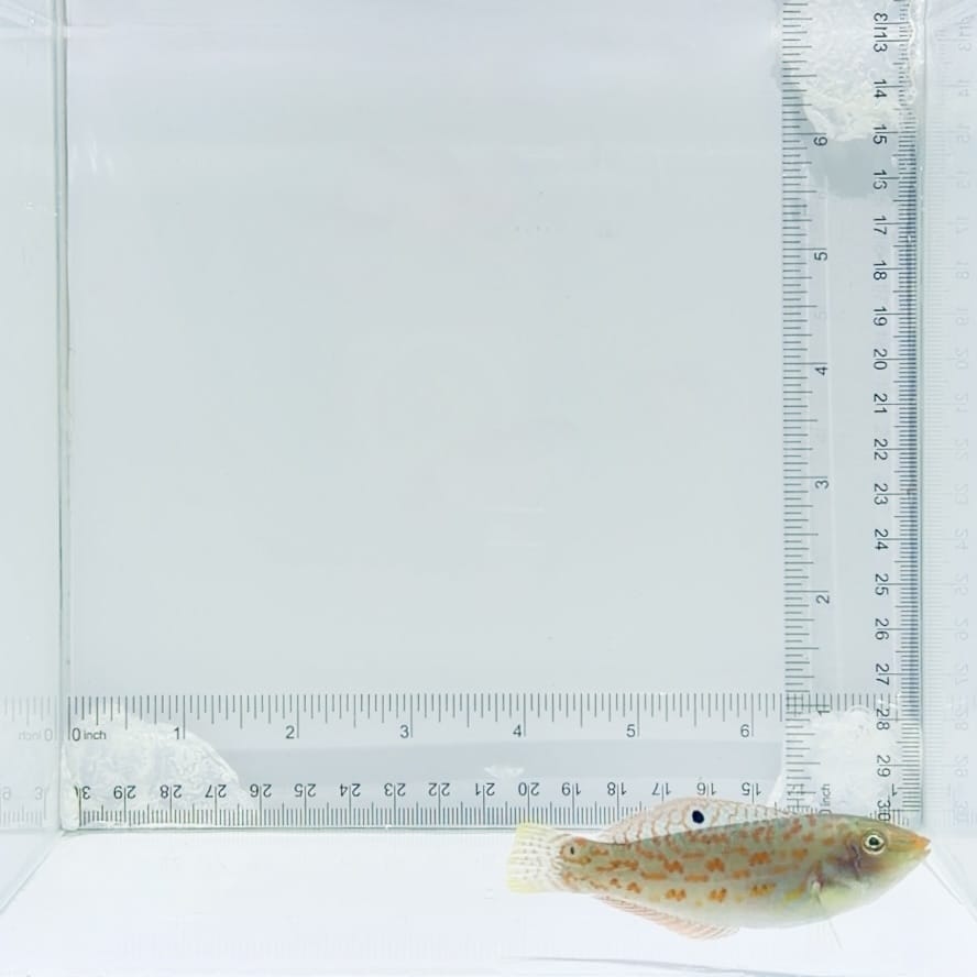 Timor Wrasse