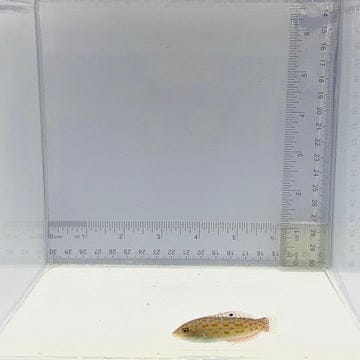 Timor Wrasse — Halichoeres timorensis