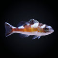 Tobacco Basslet