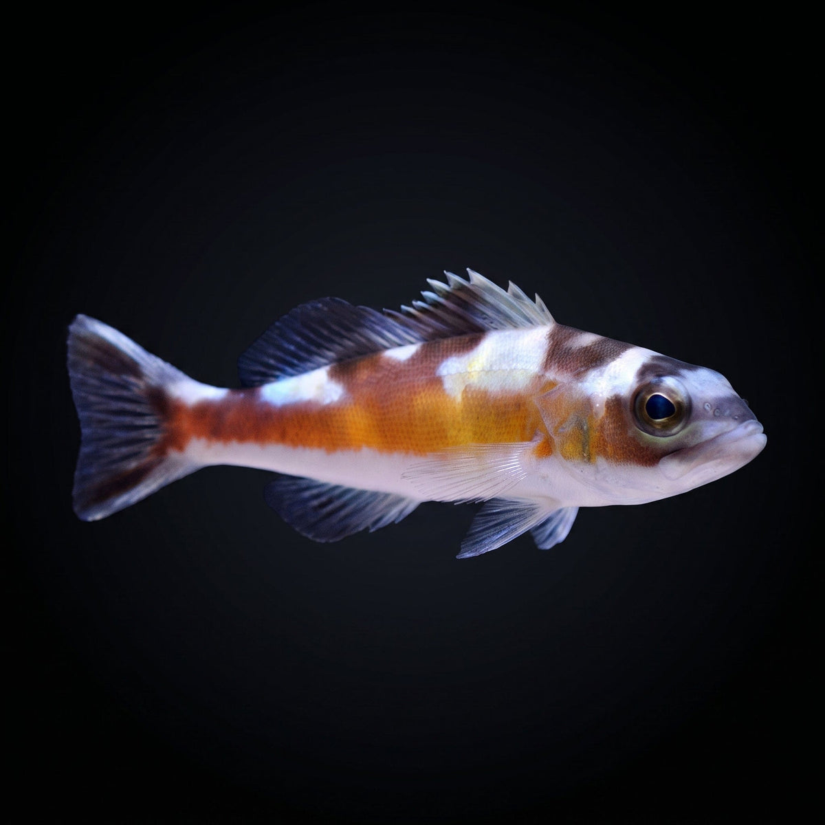 Tobacco Basslet
