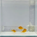 Trio Skunk Clownfish