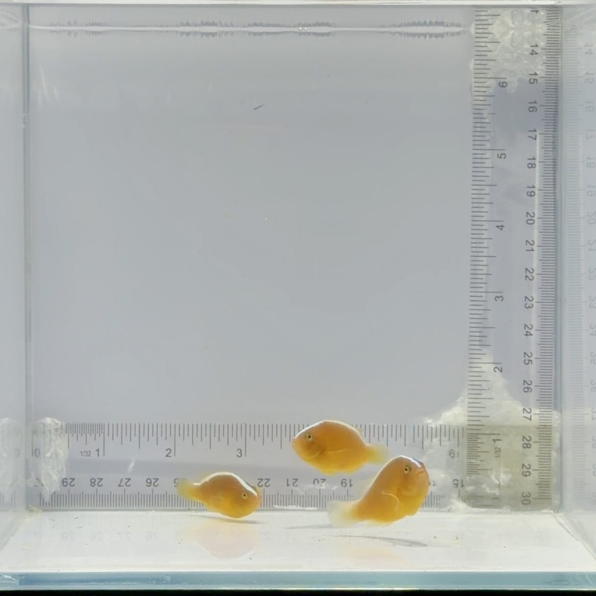 Trio Skunk Clownfish