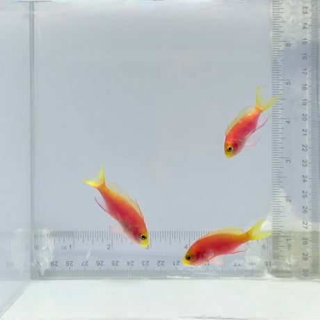 Trio Tierra Anthias
