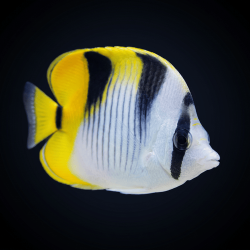 True Falcula Butterflyfish